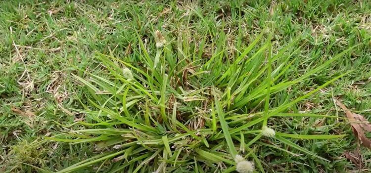 How To Get Rid Of Wild Grass In My Lawn