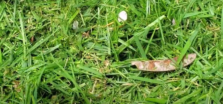 How To Use Grass Clippings As Garden Mulch