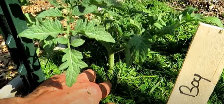 How To Use Grass Clippings As Garden Mulch