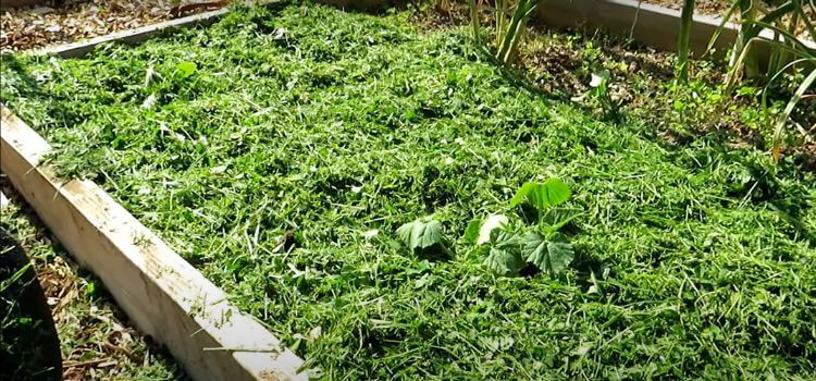 How To Use Grass Clippings As Garden Mulch