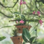 How to Fertilize Orchids Naturally