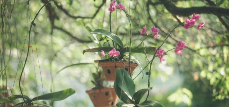 How to Fertilize Orchids Naturally