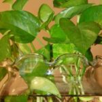 How to Grow Plant in Water