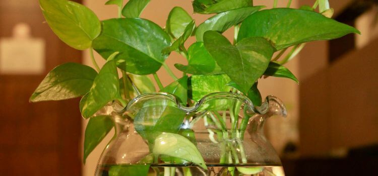 How to Grow Plant in Water
