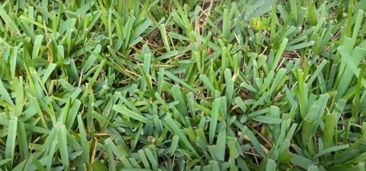 Types of Weeds in St Augustine Grass