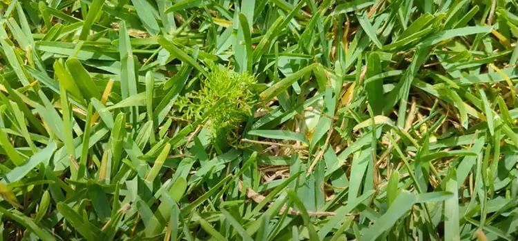 Types of Weeds in St Augustine Grass