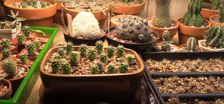 What Color Grow Light for Cactus