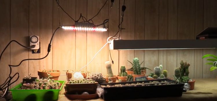 What Color Grow Light for Cactus