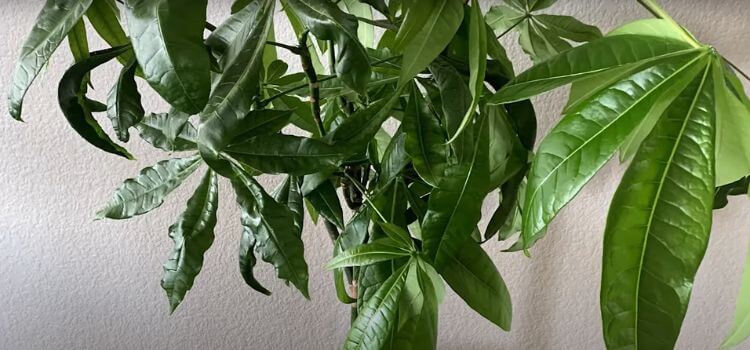 Why are My Money Tree Leaves Curling
