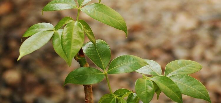 Why are My Money Tree Leaves Curling