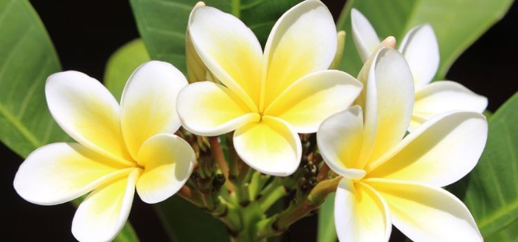 Different Colors of Plumeria