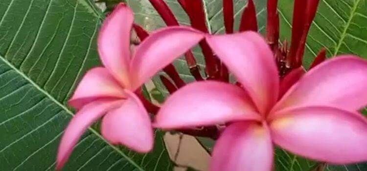 Different Colors of Plumeria