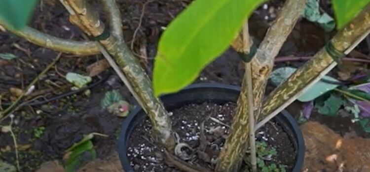 How Often to Water Plumeria in Pots 