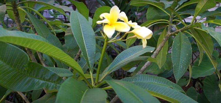 How Often to Water Plumeria in Pots 