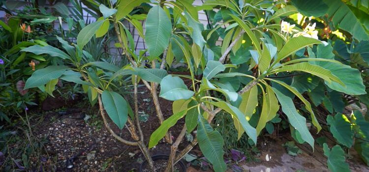 How Often to Water Plumeria in Pots 