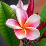 How Often to Water Plumeria in Pots