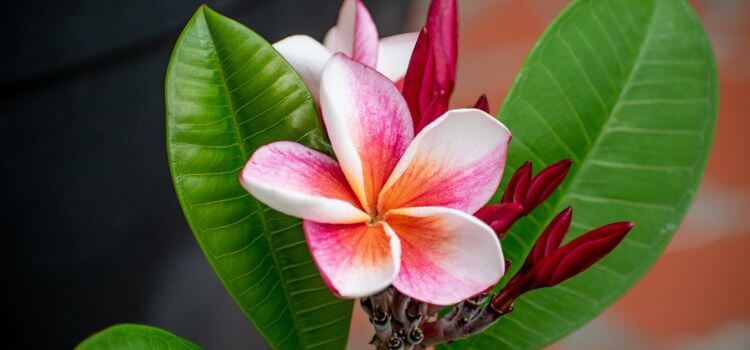 How Often to Water Plumeria in Pots