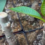 How to Root Plumeria Cuttings