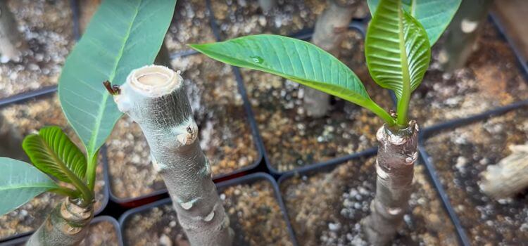 How to Root Plumeria Cuttings