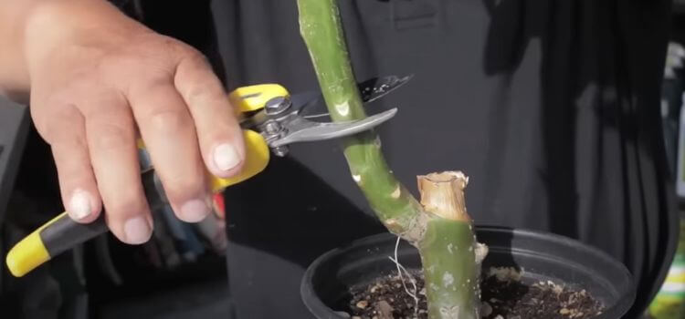 How to Root Plumeria Cuttings 