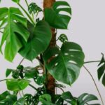 How to Support Monstera Plant