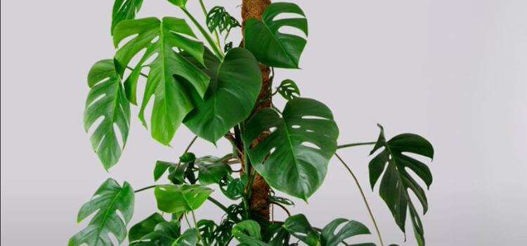 How to Support Monstera Plant