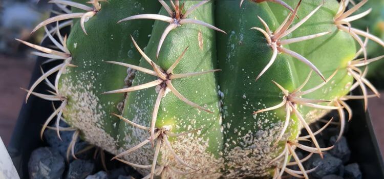 Signs of mealybugs