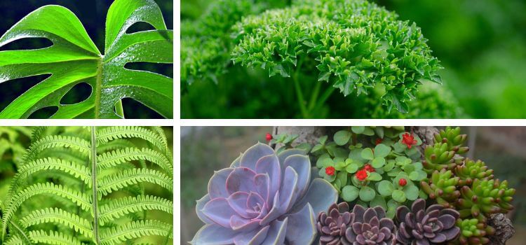 Best Plants for Indoor Vertical Garden