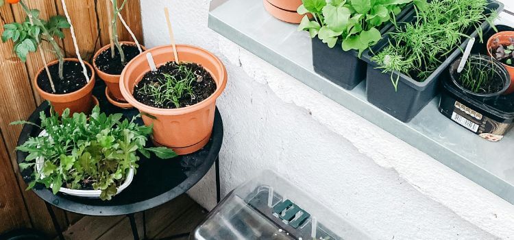 Container Gardening 