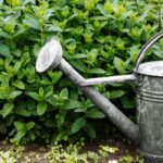 How to Fix a Leaking Watering Can