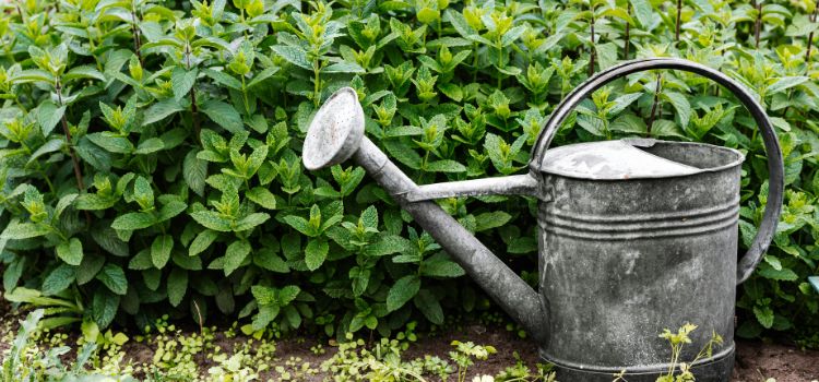 How to Fix a Leaking Watering Can