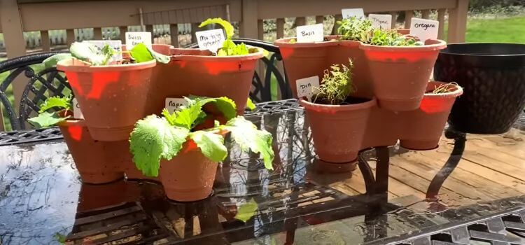 How to Start A Small Container Garden