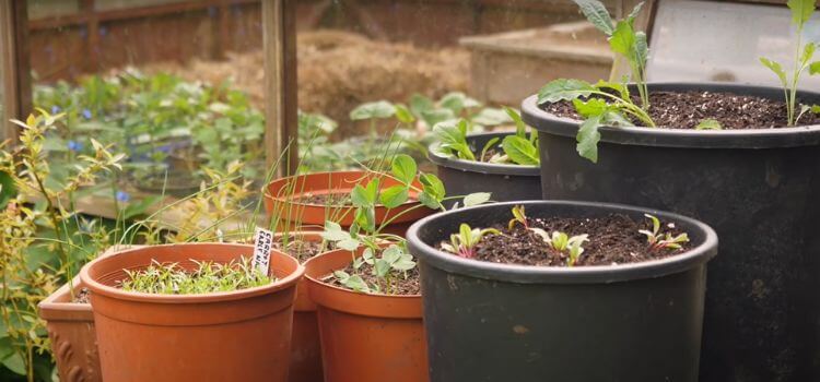 How to Start A Small Container Garden