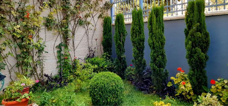 Small Front Yard Landscaping Ideas Low Maintenance