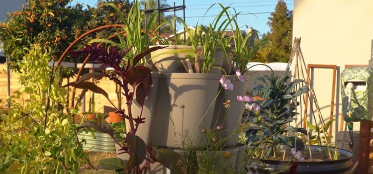 Vertical Gardening 