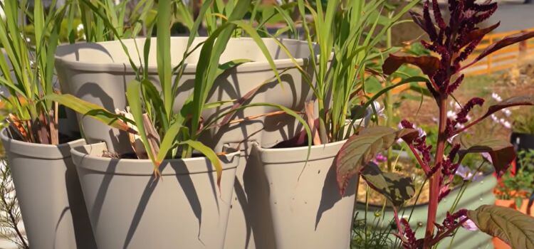 Vertical Gardening Transform Small Spaces into Lush Paradises