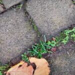 How To Permanently Get Rid Of Weeds In Driveway