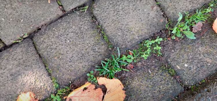 How To Permanently Get Rid Of Weeds In Driveway