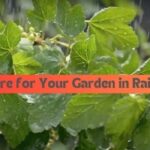 How to Care for Your Garden in Rainy Season