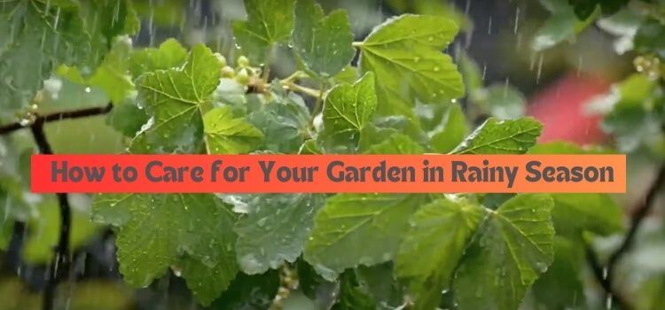 How to Care for Your Garden in Rainy Season