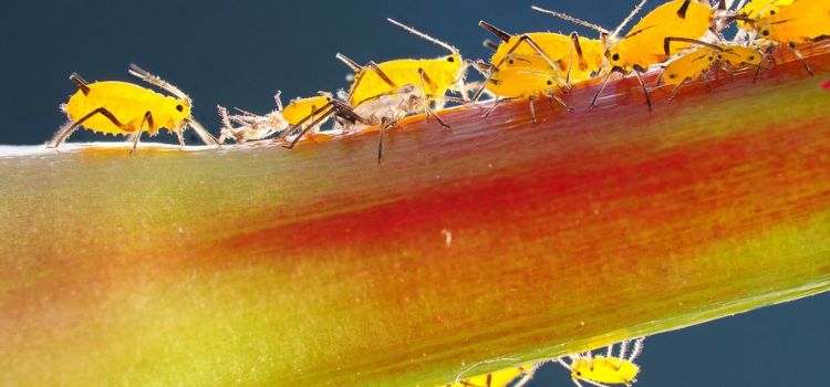 How to Get Rid of Aphids on Indoor Plants