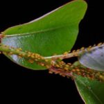 How to Get Rid of Aphids on Indoor Plants