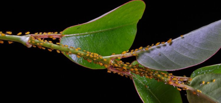 How to Get Rid of Aphids on Indoor Plants