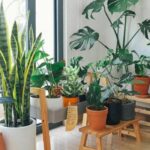 Low Light Indoor Plants Safe for Cats