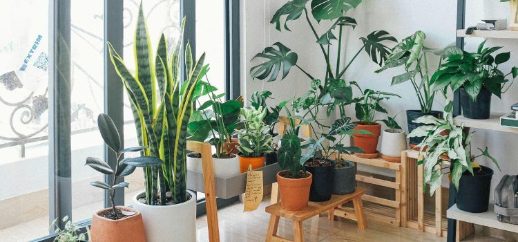 Low Light Indoor Plants Safe for Cats