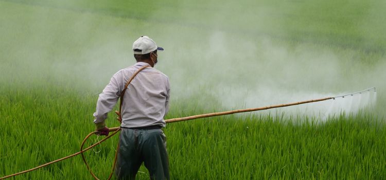 Manual Weed Removal Vs Herbicides