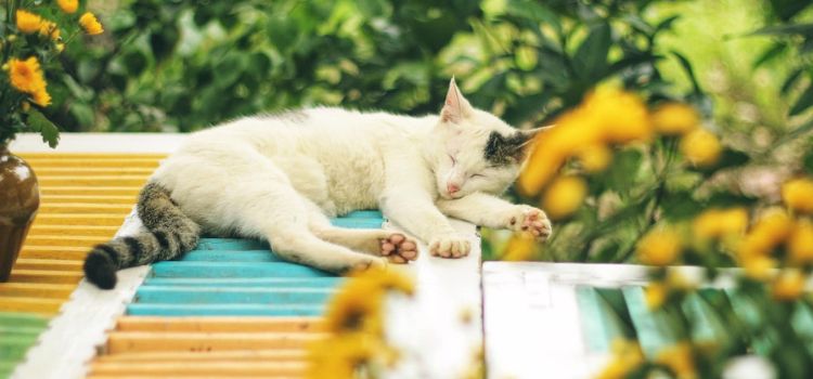 Outdoor Plants That are Safe for Cats