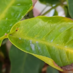 Indoor Plant Leaves Turning Brown And Crispy