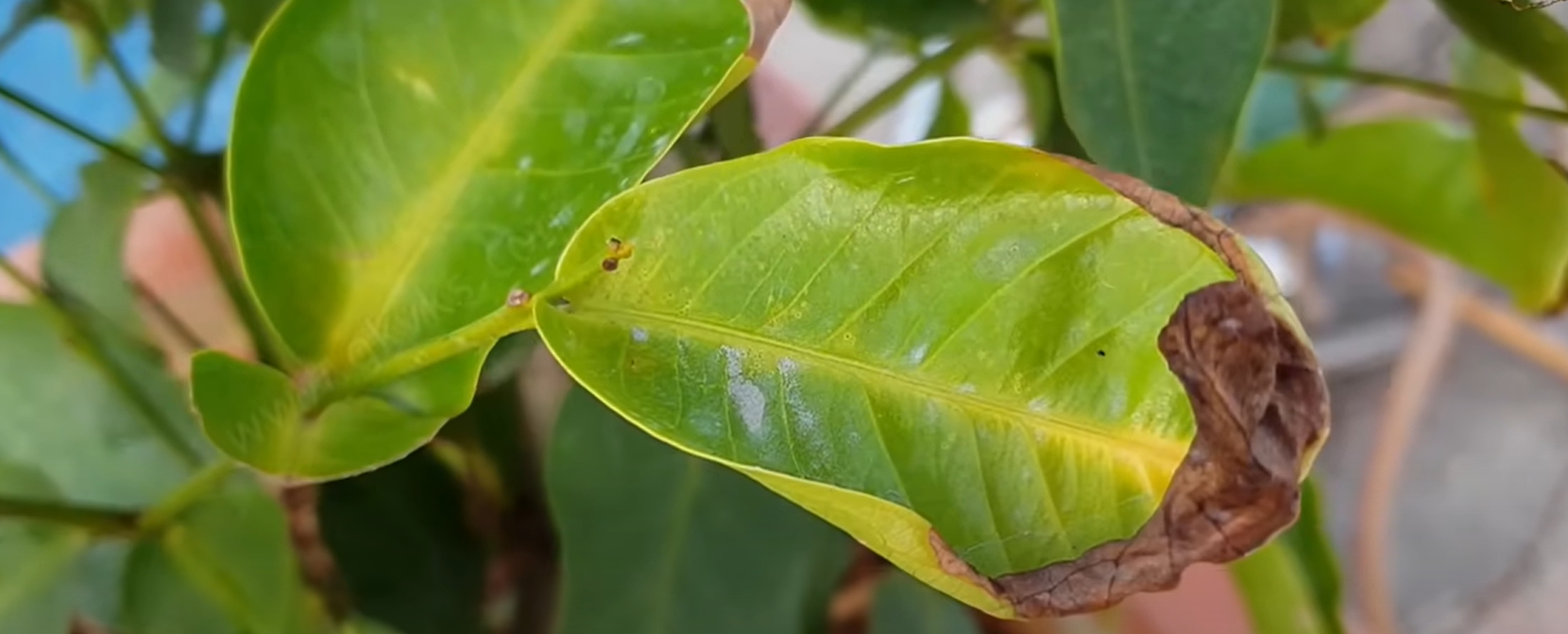 Indoor Plant Leaves Turning Brown And Crispy