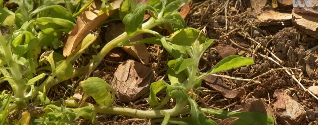 Best Way To Remove Weeds From Large Area